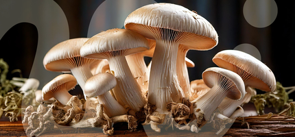 Co jsou adaptogeny a které jsou ty nejznámější?